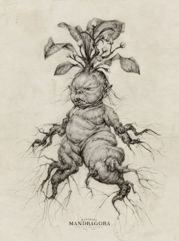 A mandrake mandragora human baby drawing