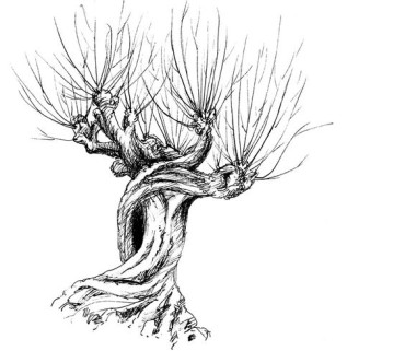 drawing of the whomping willow from Harry Potter