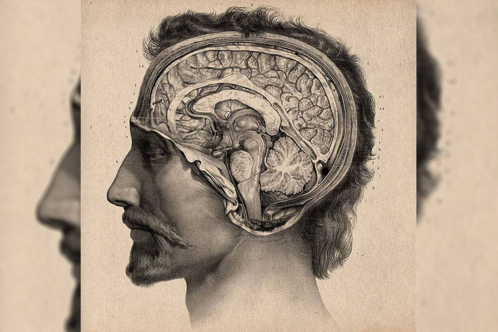 drawing of a man's head and seeing inside of his skull the details of how his brain look like in profil view